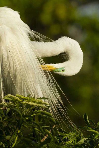 USA, Florida Great egret preening